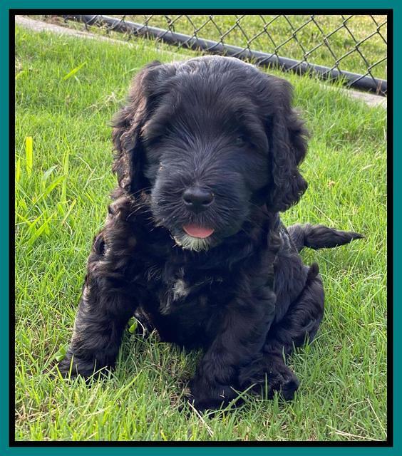 Cayman Flynn pups 6 wks old 181