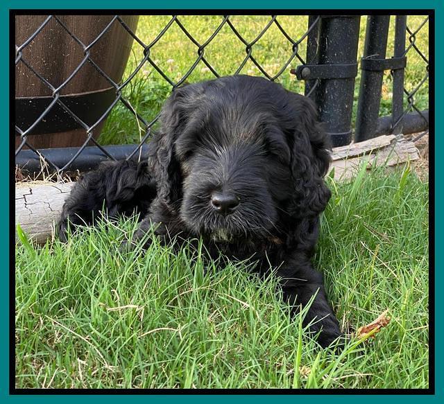 Cayman Flynn pups 6 wks old 191
