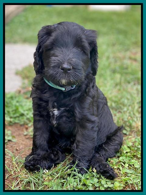 Cayman Flynn pups 6 wks old 201