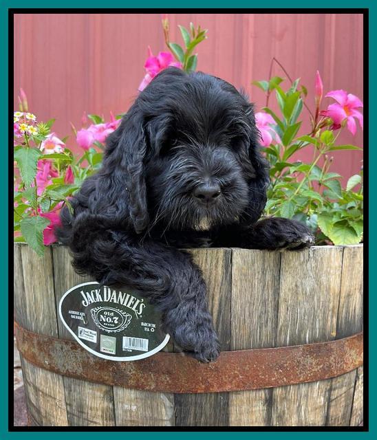 Cayman Flynn pups 7 wks old 131