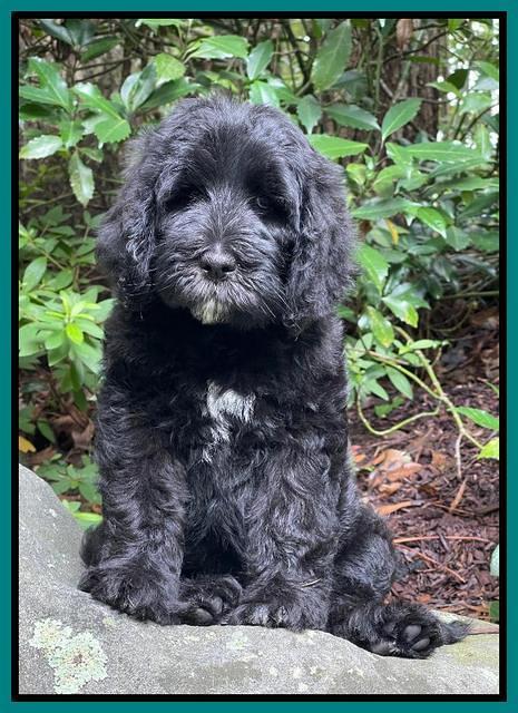Cayman Flynn pups 8 wks old 461