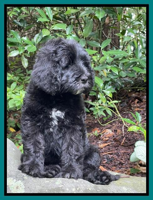 Cayman Flynn pups 8 wks old 471