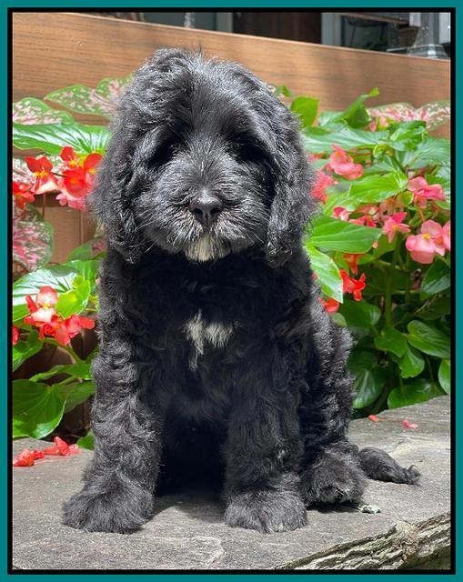 Cayman Flynn pups 8 wks old 481