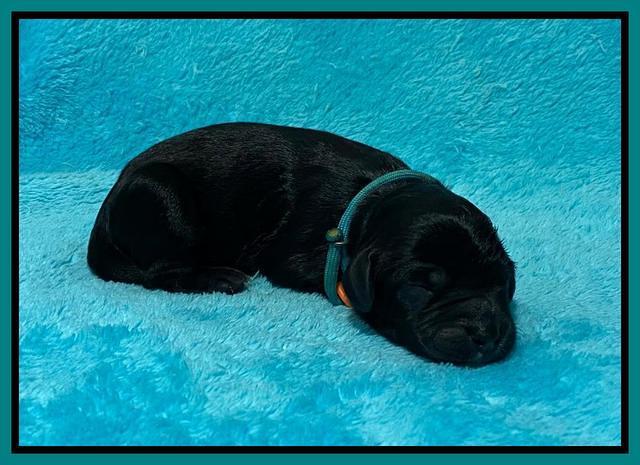 Caymnan Flynn Newborn pics 141