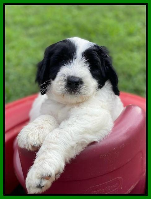 Cayman Flynn 6.5 wks old 101