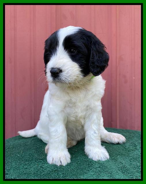 Cayman Flynn pups 5 wks old 381