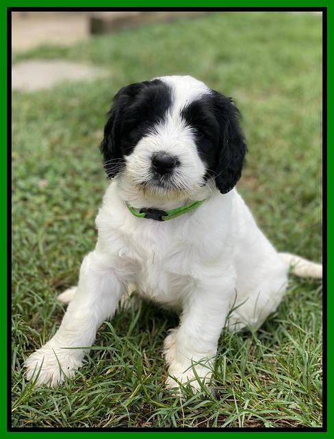 Cayman Flynn pups 6 wks old 251