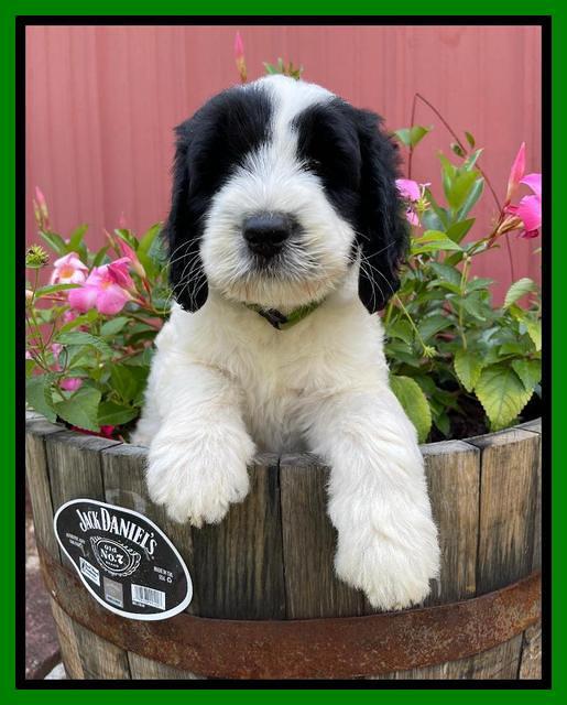 Cayman Flynn pups 7 wks old 171