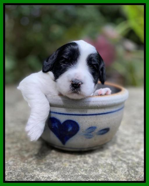 Caymnan Flynn 3 wk old pics 241