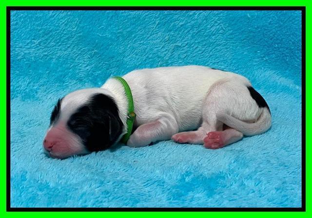 Caymnan Flynn Newborn pics 151