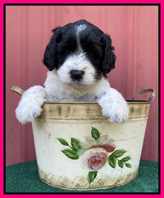 Cayman Flynn pups 5 wks old 431