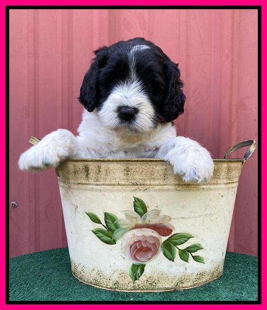 Cayman Flynn pups 5 wks old 441