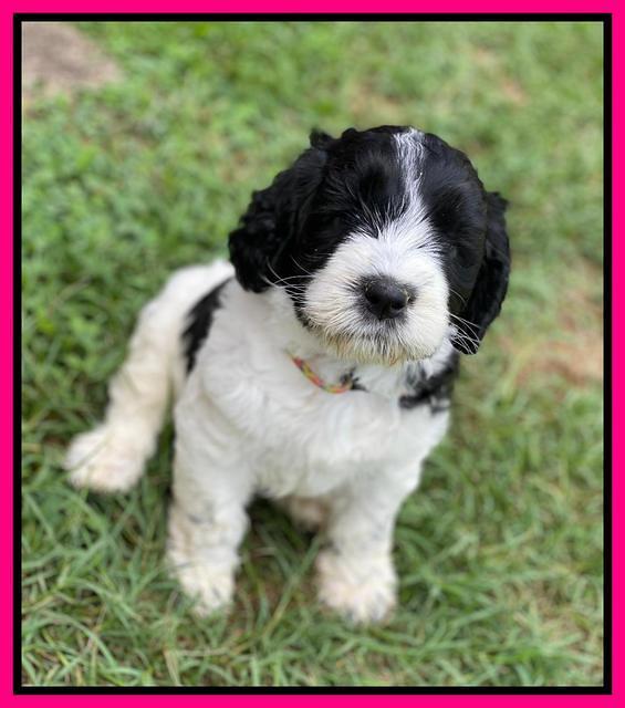 Cayman Flynn pups 6 wks old 301