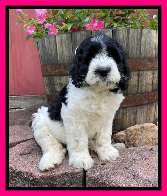 Cayman Flynn pups 7 wks old 231