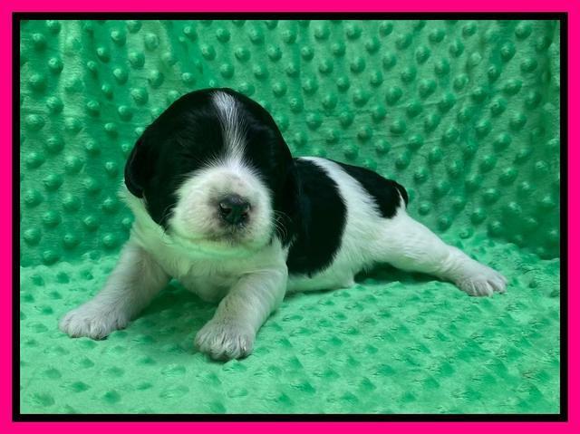 Caymnan Flynn 2 wk old pics 81