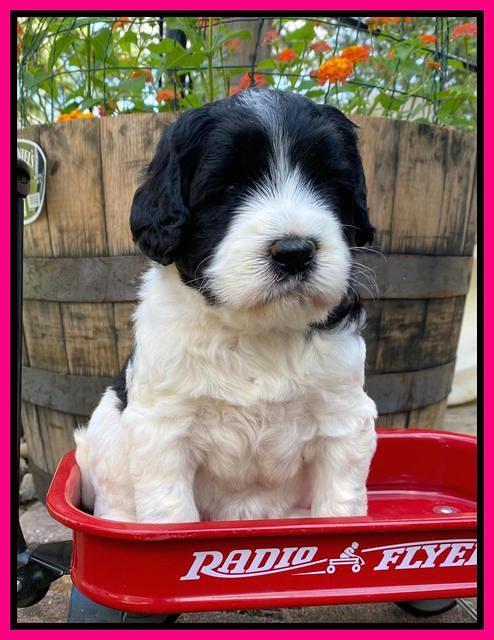 Caymnan Flynn 4 wk old pics 321