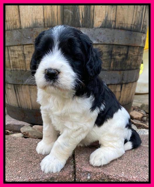 Caymnan Flynn 4 wk old pics 331