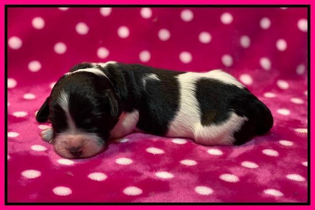 Caymnan Flynn One wk old pics 221
