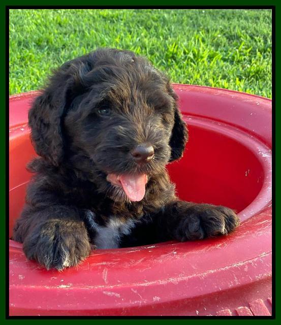 Cayman Flynn 6.5 wks old 121