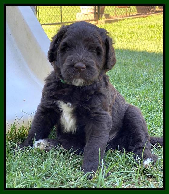 Cayman Flynn pups 5 wks old 481