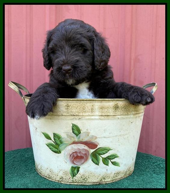 Cayman Flynn pups 5 wks old 501