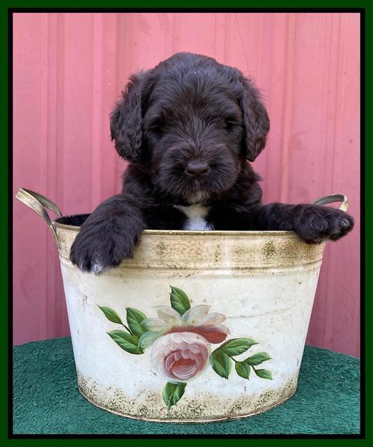 Cayman Flynn pups 5 wks old 511