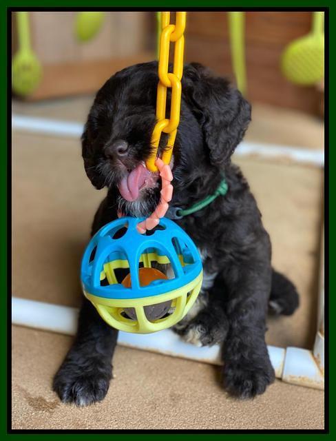 Cayman Flynn pups 6 wks old 311