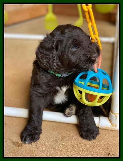Cayman Flynn pups 6 wks old 321