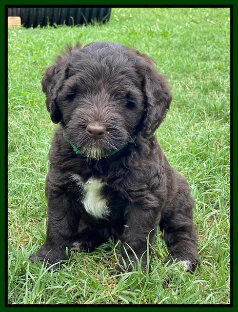 Cayman Flynn pups 6 wks old 331