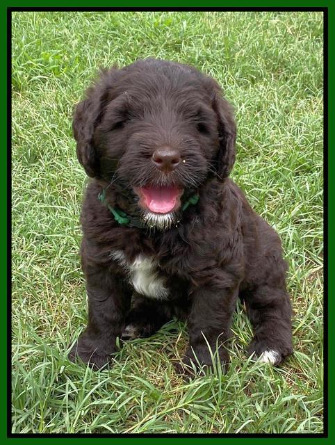 Cayman Flynn pups 6 wks old 341