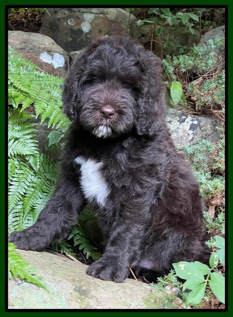 Cayman Flynn pups 8 wks old 2200