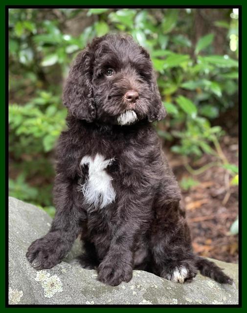 Cayman Flynn pups 8 wks old 4200