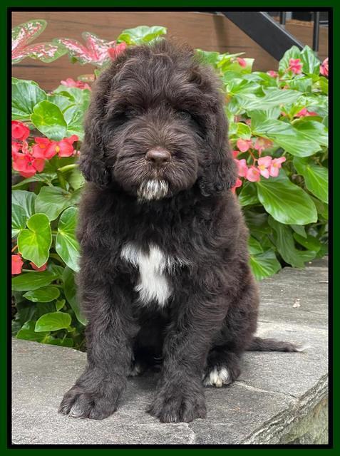 Cayman Flynn pups 8 wks old 5200