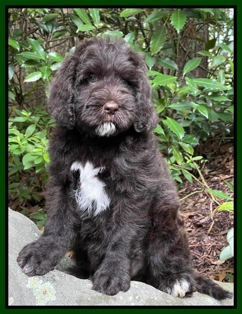 Cayman Flynn pups 8 wks old 6200