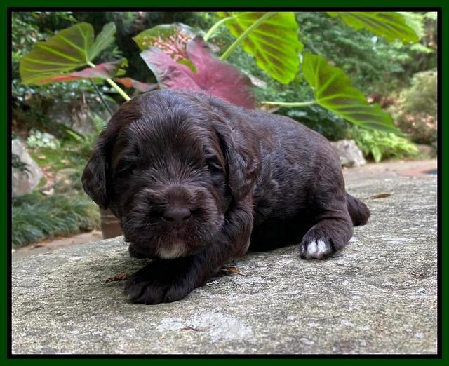 Caymnan Flynn 3 wk old pics 311