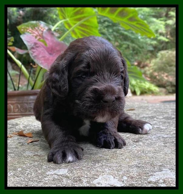 Caymnan Flynn 3 wk old pics 321