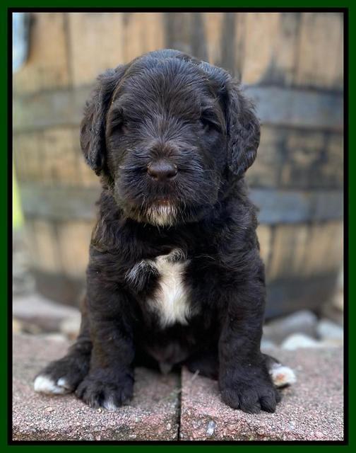 Caymnan Flynn 4 wk old pics 351