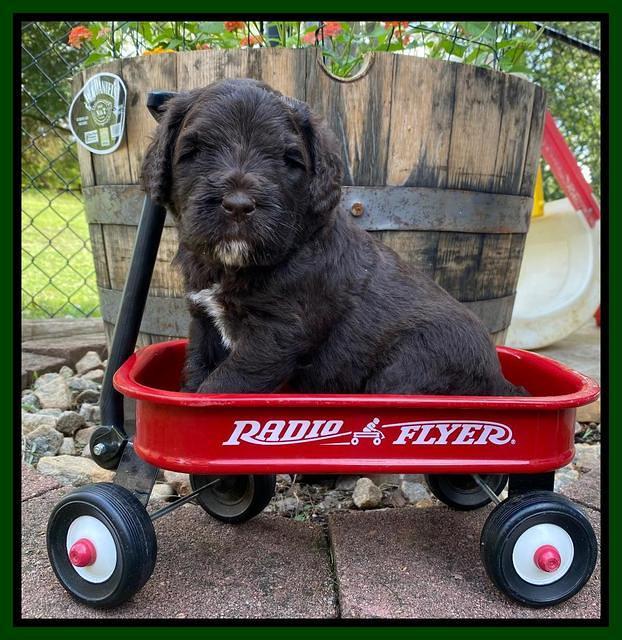 Caymnan Flynn 4 wk old pics 361