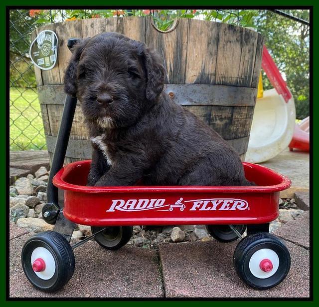 Caymnan Flynn 4 wk old pics 371