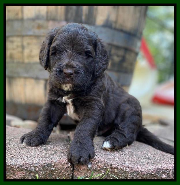 Caymnan Flynn 4 wk old pics 381