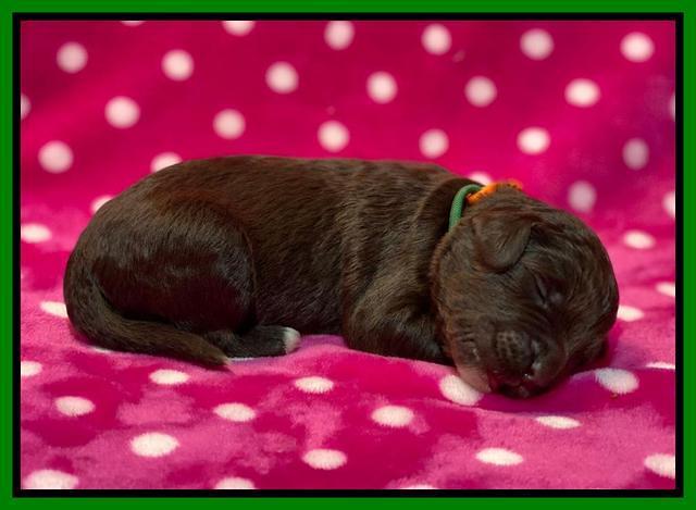 Caymnan Flynn One wk old pics 241