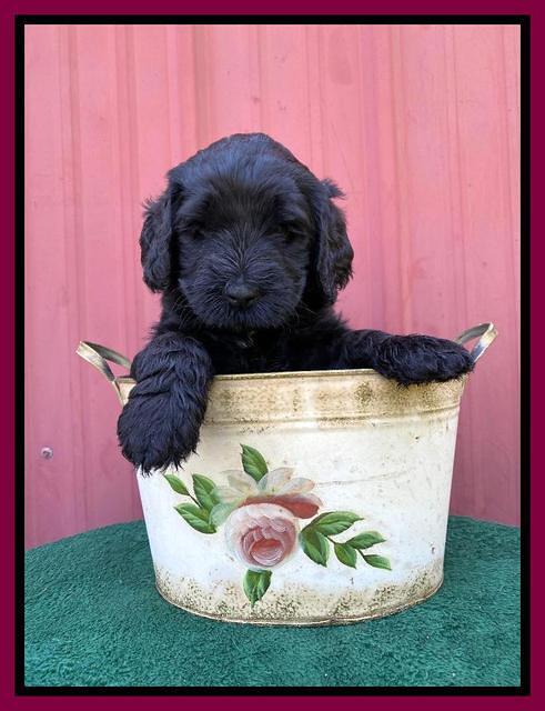 Cayman Flynn pups 5 wks old 571