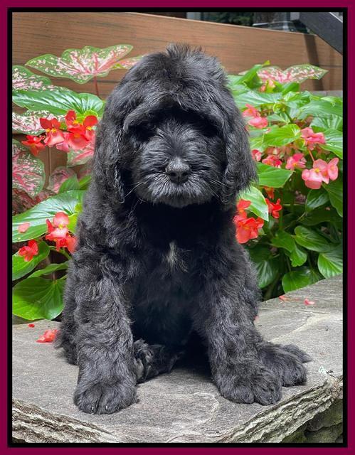Cayman Flynn pups 8 wks old 331