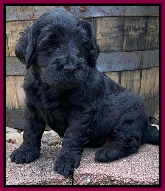 Caymnan Flynn 4 wk old pics 381