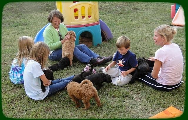 AH pups 6 wks old 33