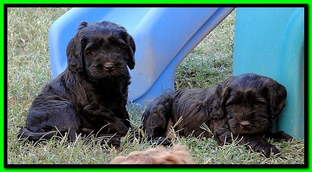 AH pups 6 wks old 57