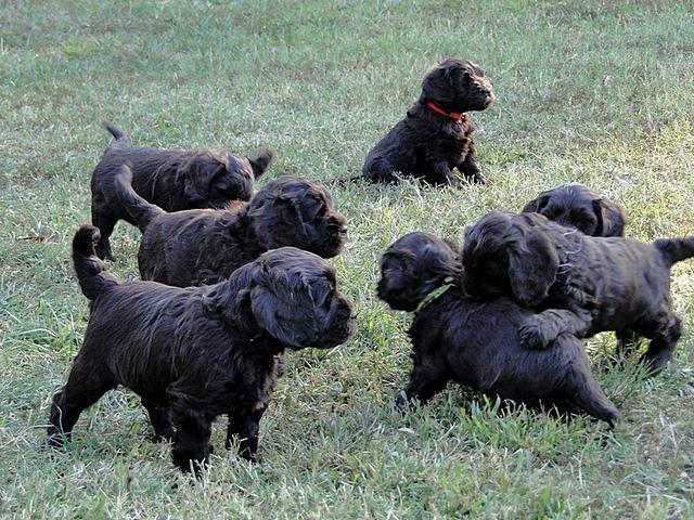 AH pups 6 wks old 73