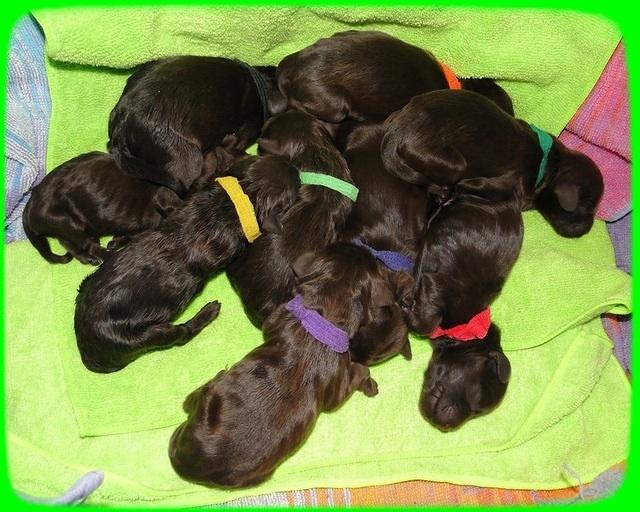 AH pups newborn group 1