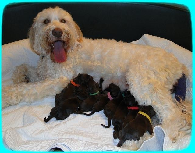 AH pups newborn group 8