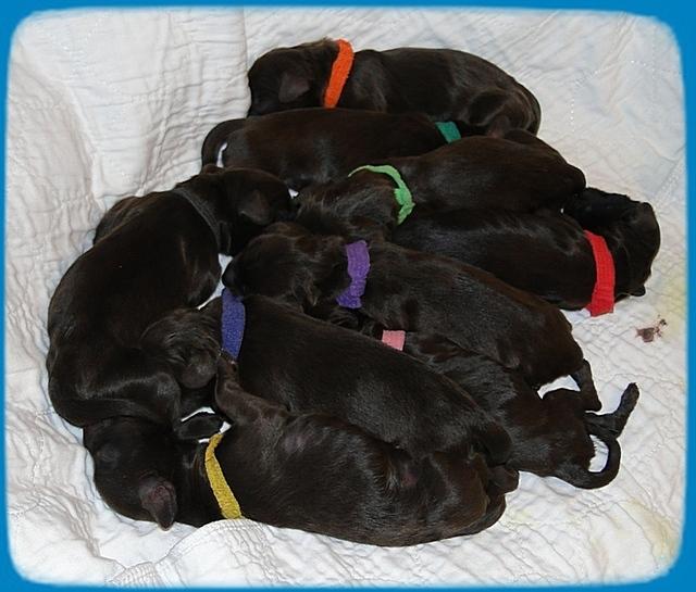 AH pups newborn group 9